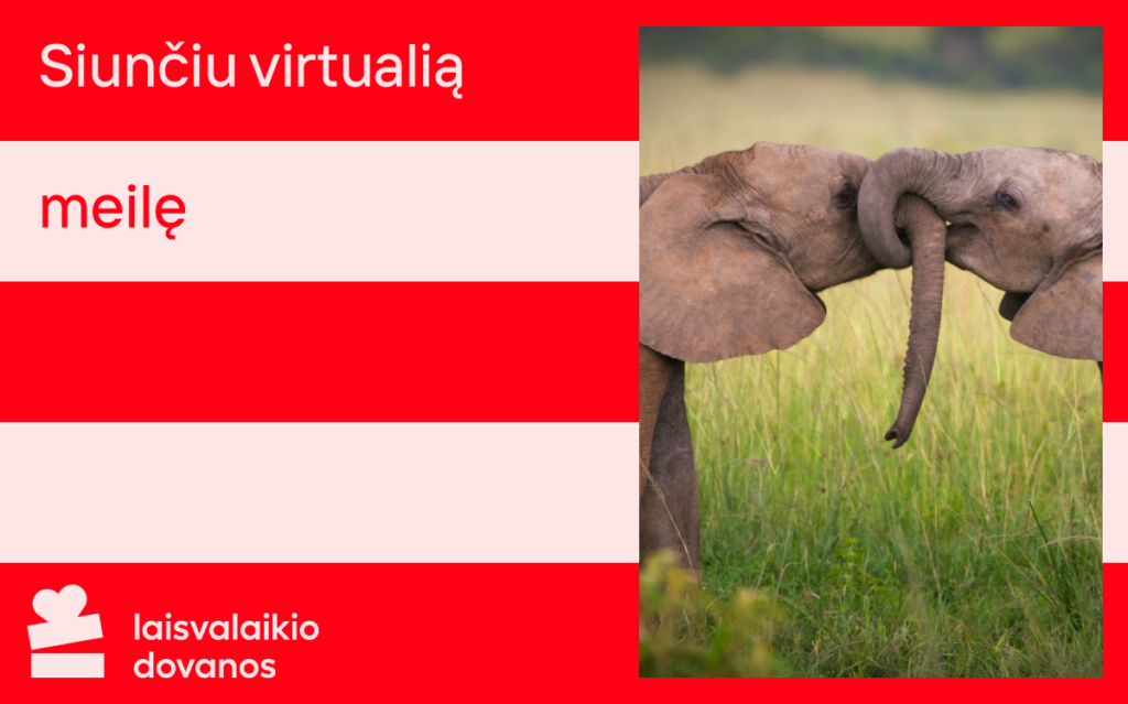valentino dienos atvirukas, drambliai, meilė