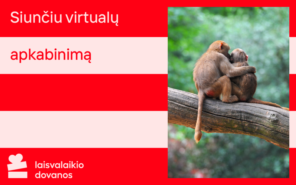 valentino dienos atvirukas, beždžionės, meilė